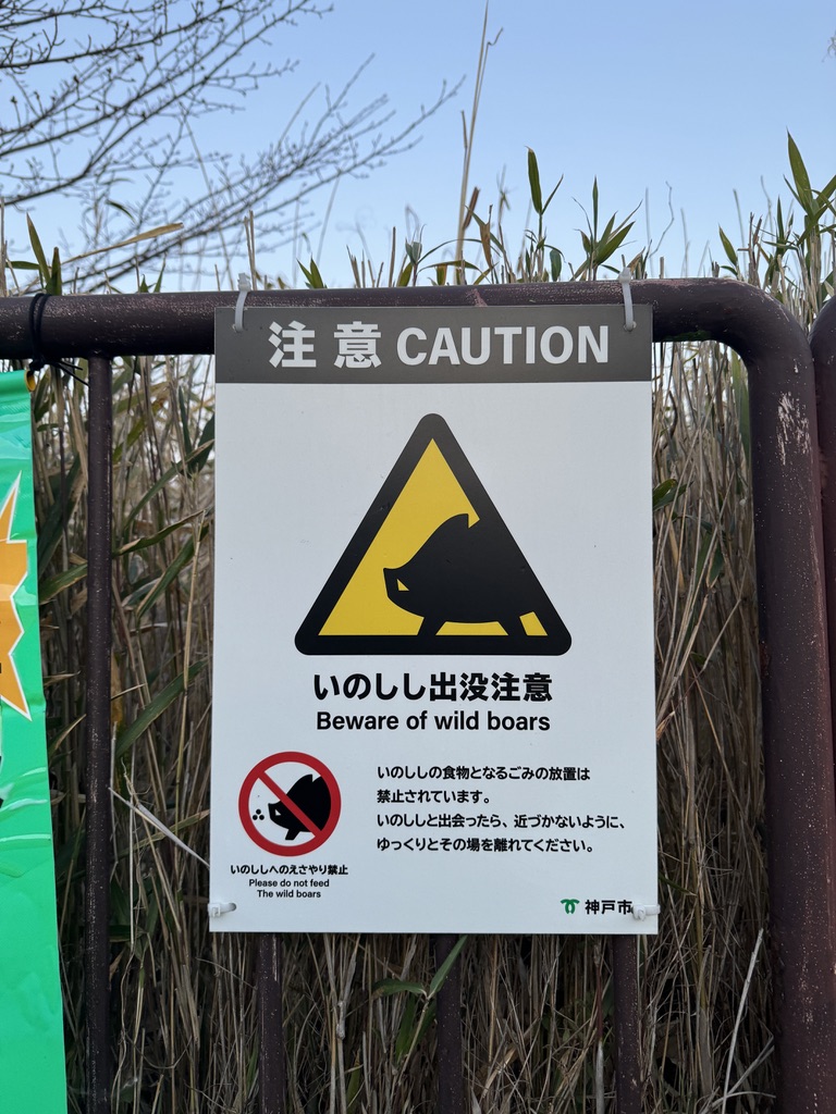 野猪出没