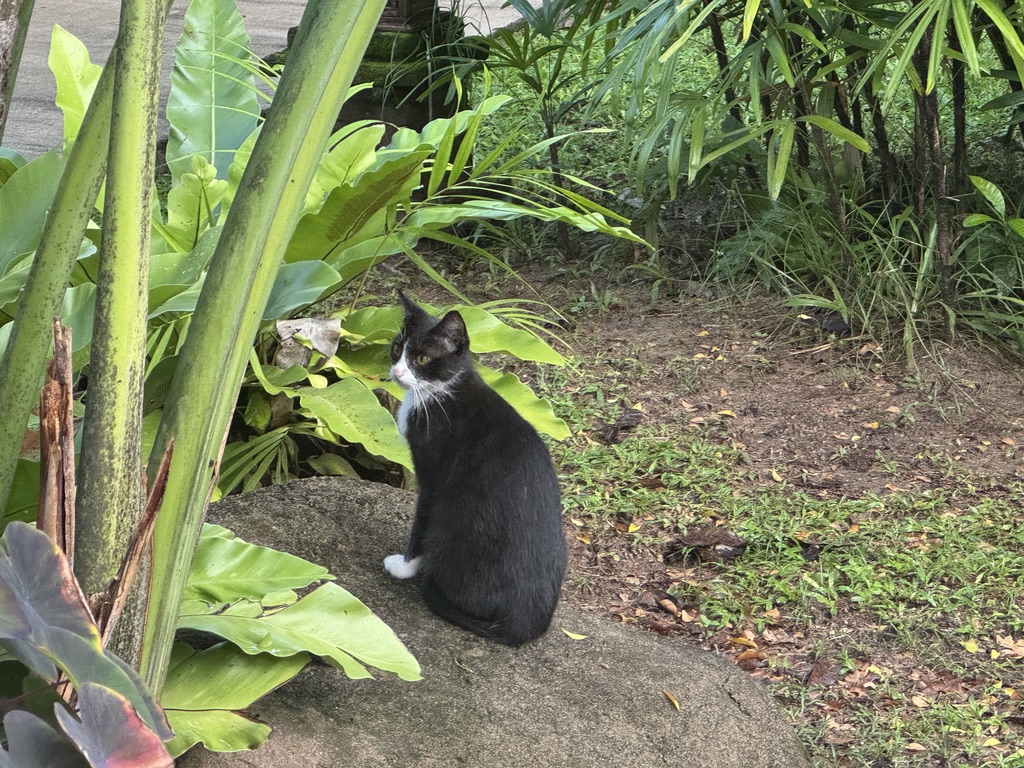 泰国奶牛猫